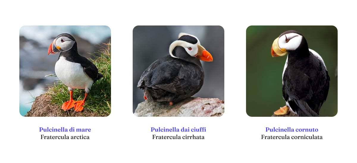 Differenze tra le tre specie di Pulcinella / Puffin