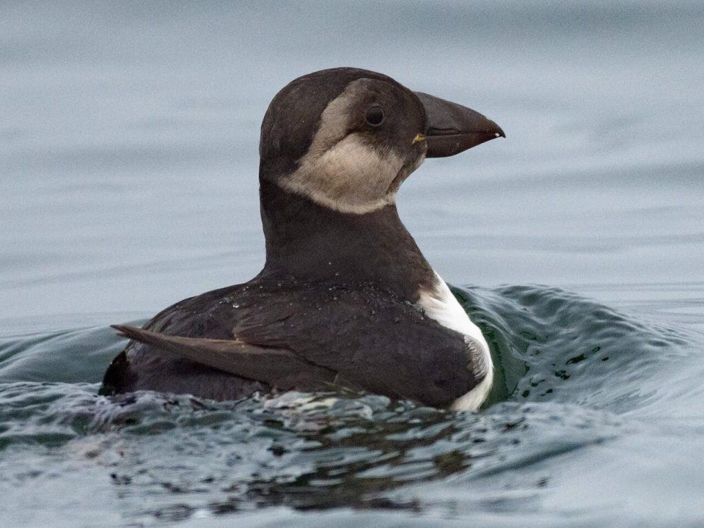 Puffin con colori invernali