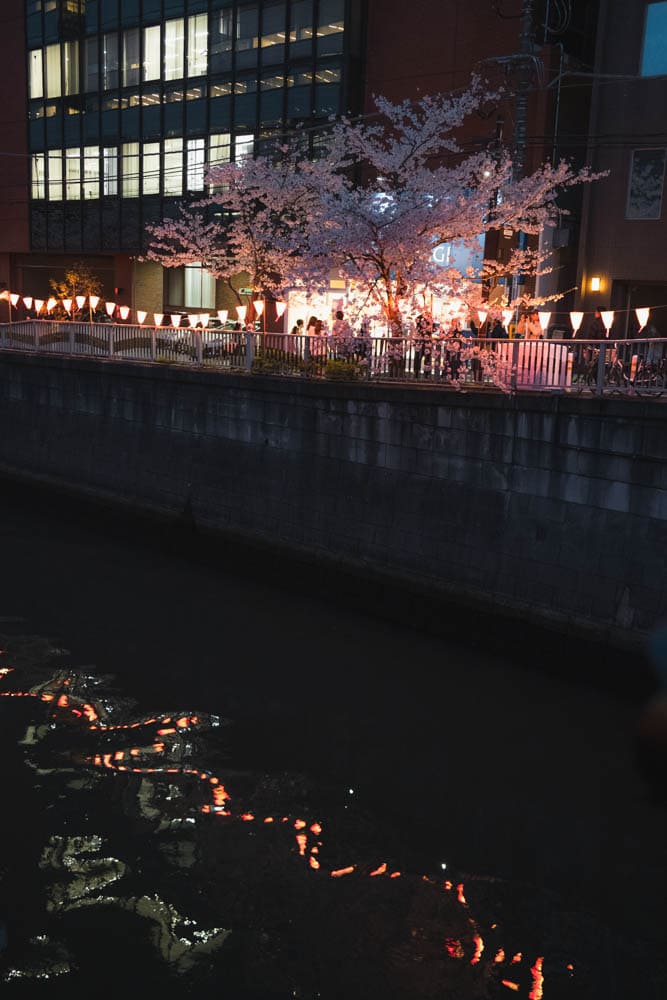 Ciliegio di notte che si riflette sul fiume Meguro durante il festival per l'Hanami a Tokyo