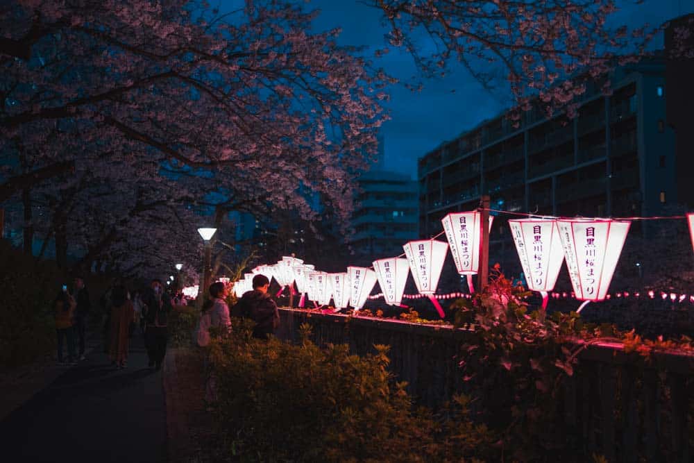 Festival della fioritura dei ciliegi a Nakameguro a Tokyo con lanterne rosa illuminate di notte in mezzo ai ciliegi fioriti