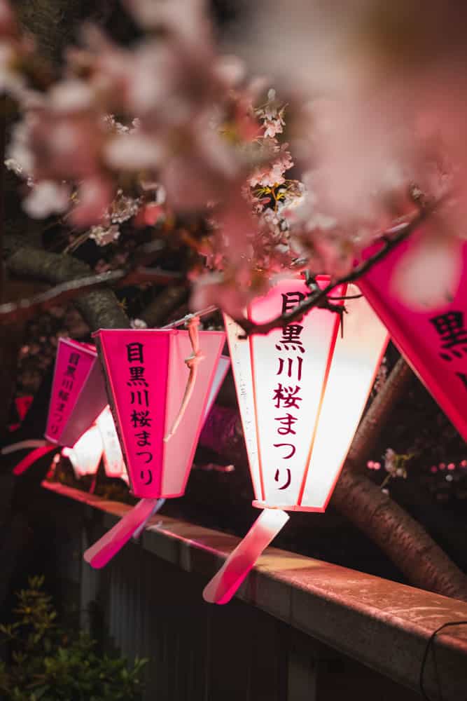 Lanterne rosa di carta appese ai fiori di ciliegio durante il festival Hanami a Nakameguro  a Tokyo 