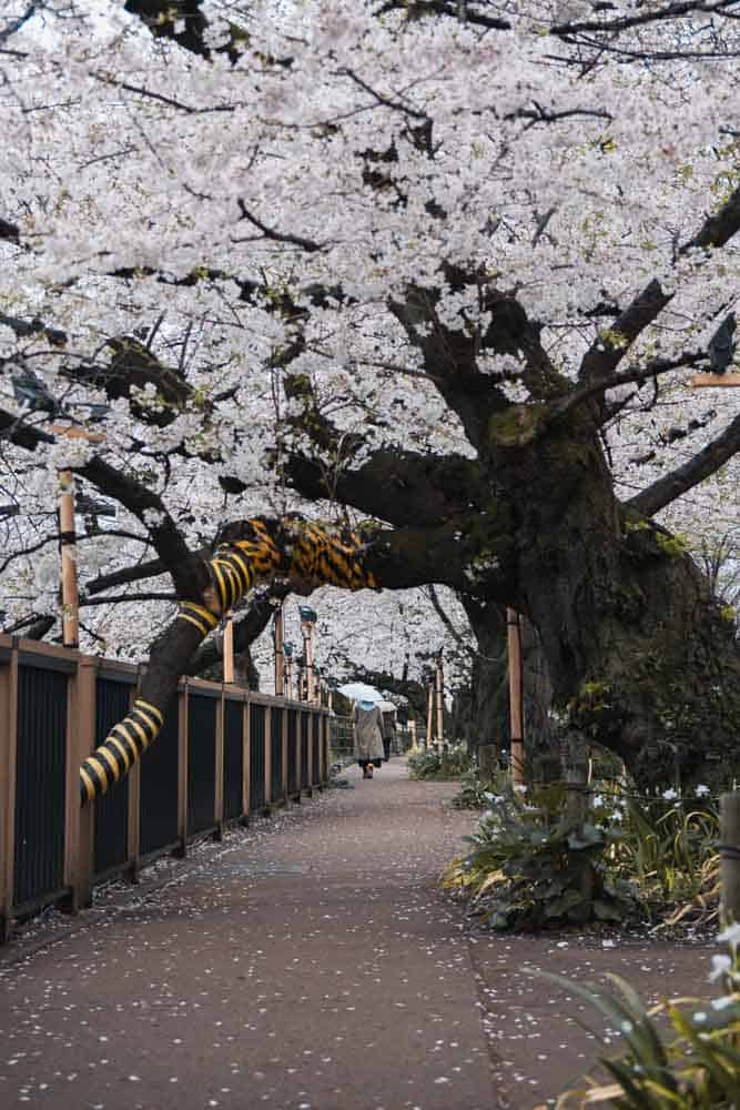 Parco di Chidorigafuchi a Tokyo durante la fioritura dei ciliegi
