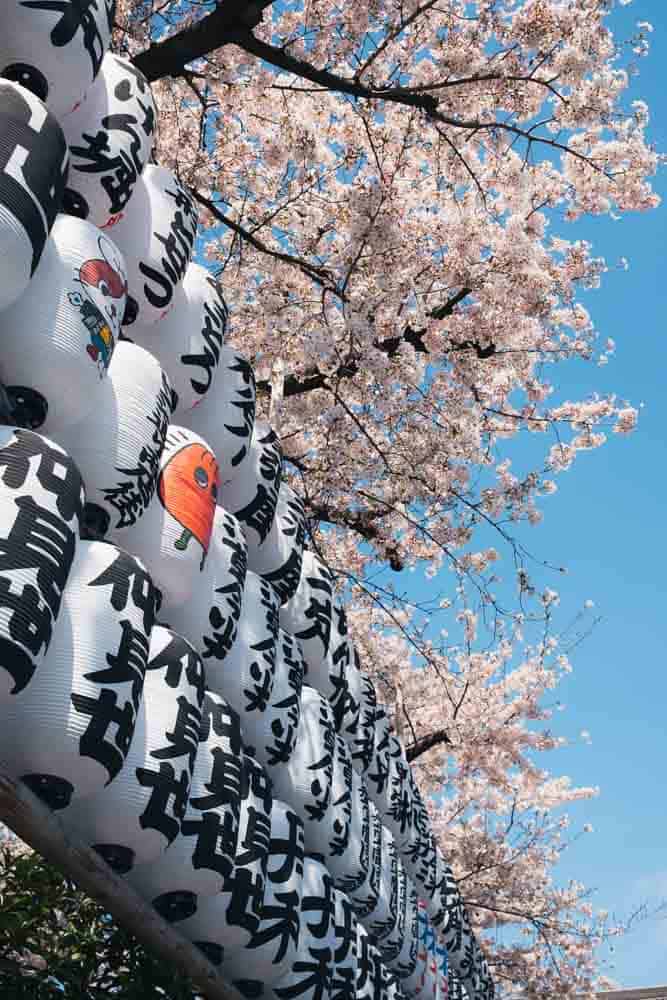 Lanterne di carta e fiori di ciliegio davanti al tempio Sensoji a Tokyo