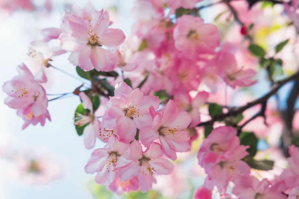 Ramo di ciliegi fioriti in Giappone durante l'Hanami