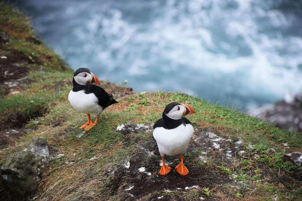 Due puffin su una scogliera