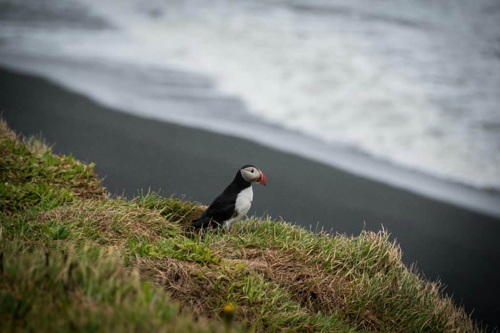 Un puffin sulla scogliera davanti alla sabbia nera