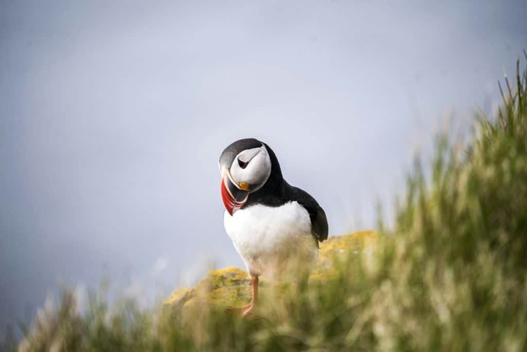Un puffin nell'erba