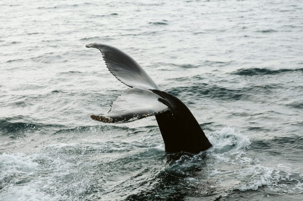Balena in acqua