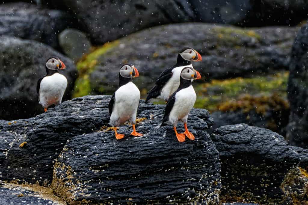 Puffin con colori estivi