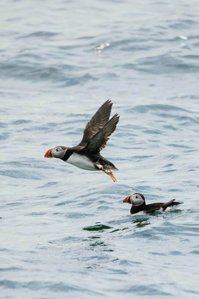 Puffin in volo