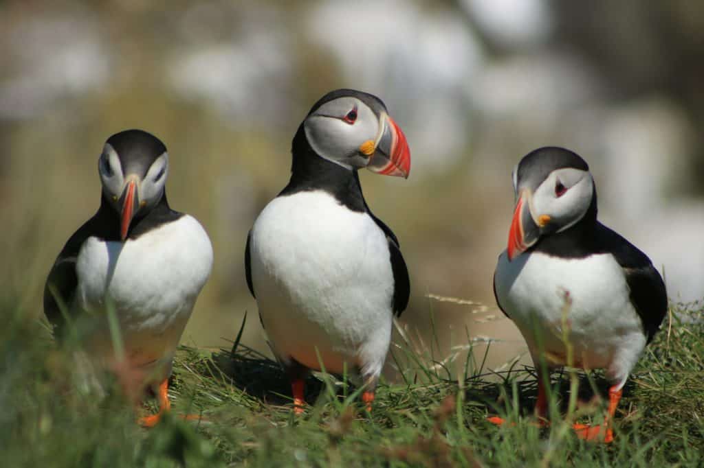 3 puffin