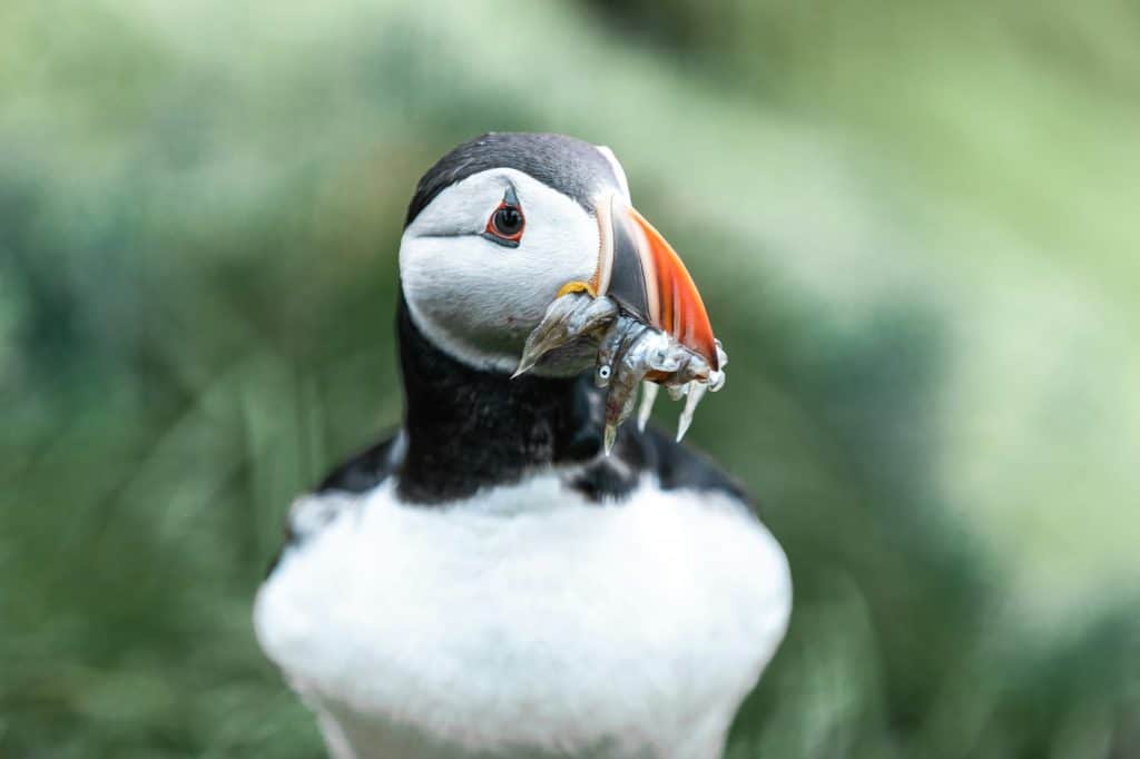 Puffin con diversi pesci in bocca