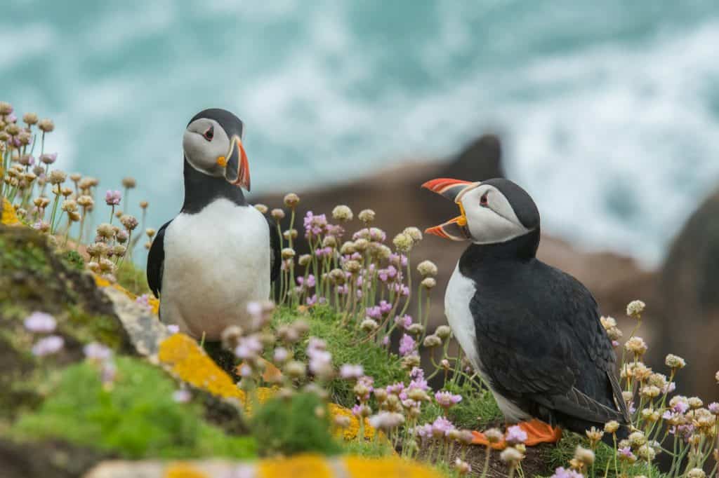 Coppia di puffin