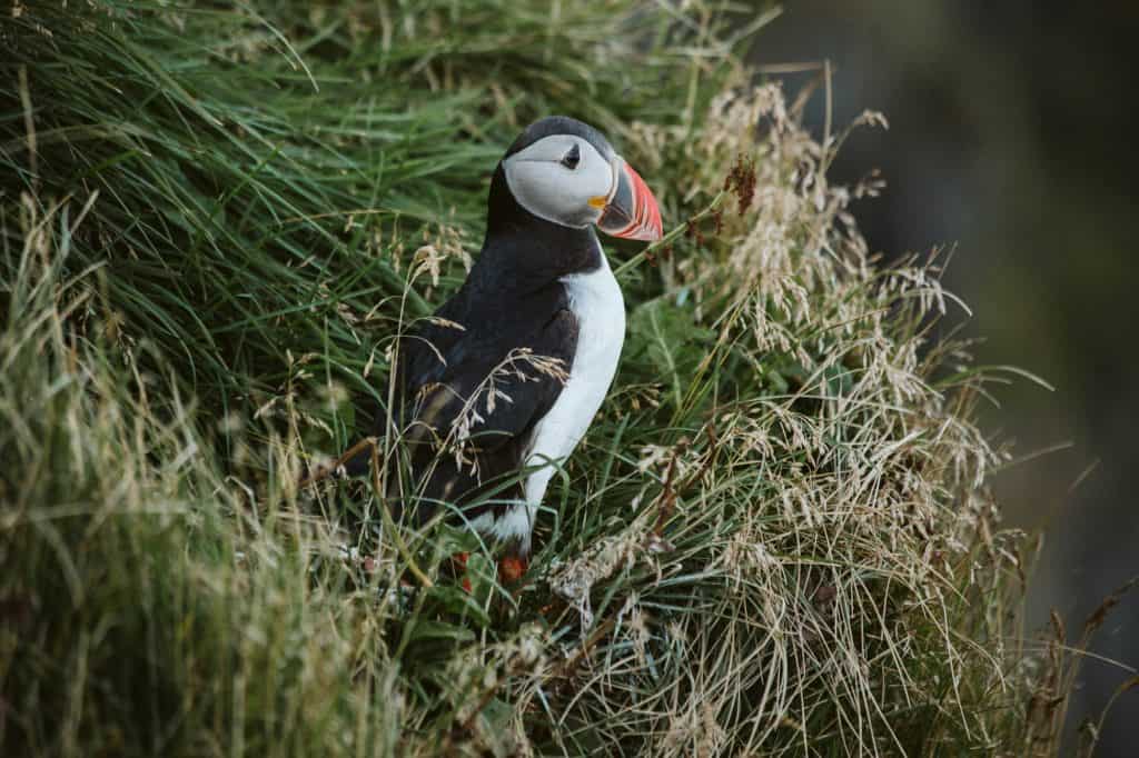 puffin