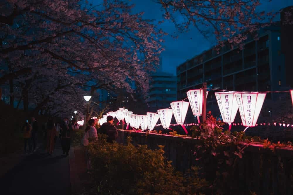 Festival Hanami a Nakameguro con lanterne di carta rosa appese tra i ciliegi