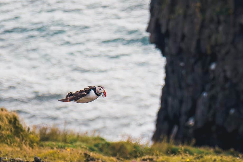 Puffin in volo con in bocca dei pesci