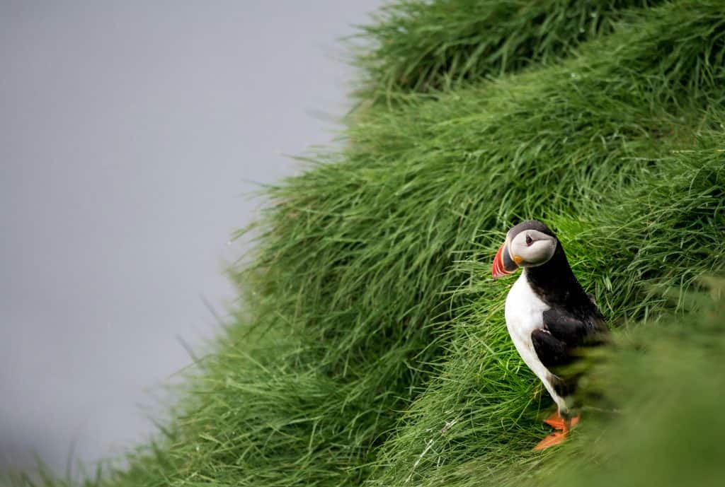 Puffin in mezzo all'erba