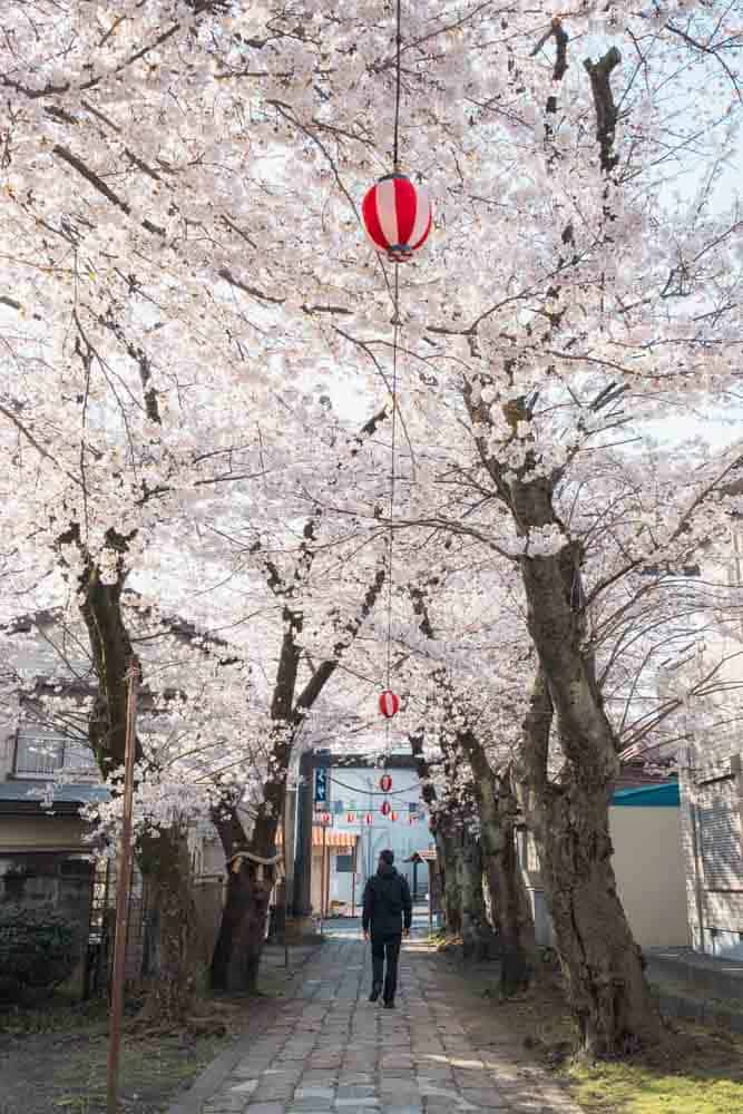 Viale pieno di ciliegi in fiore