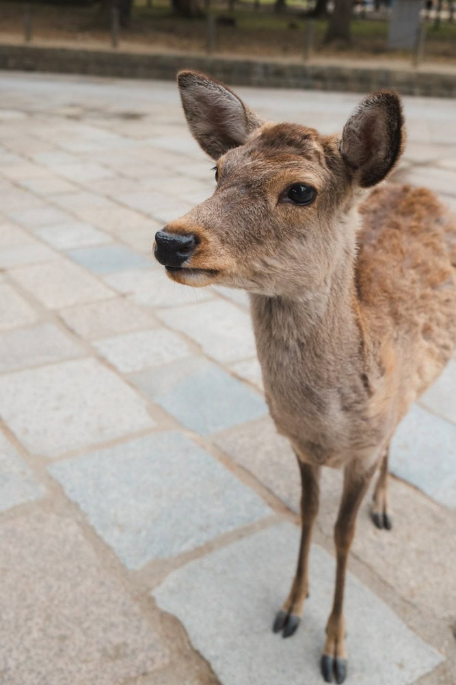 Cerbiatto a Nara