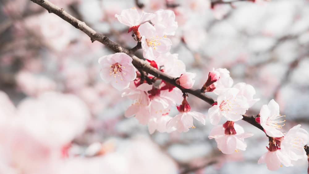 Ramo con fiori di ciliegio giapponesi rosa