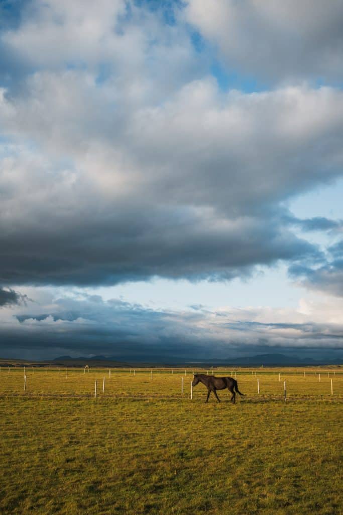 Cavallo islandese in un campo