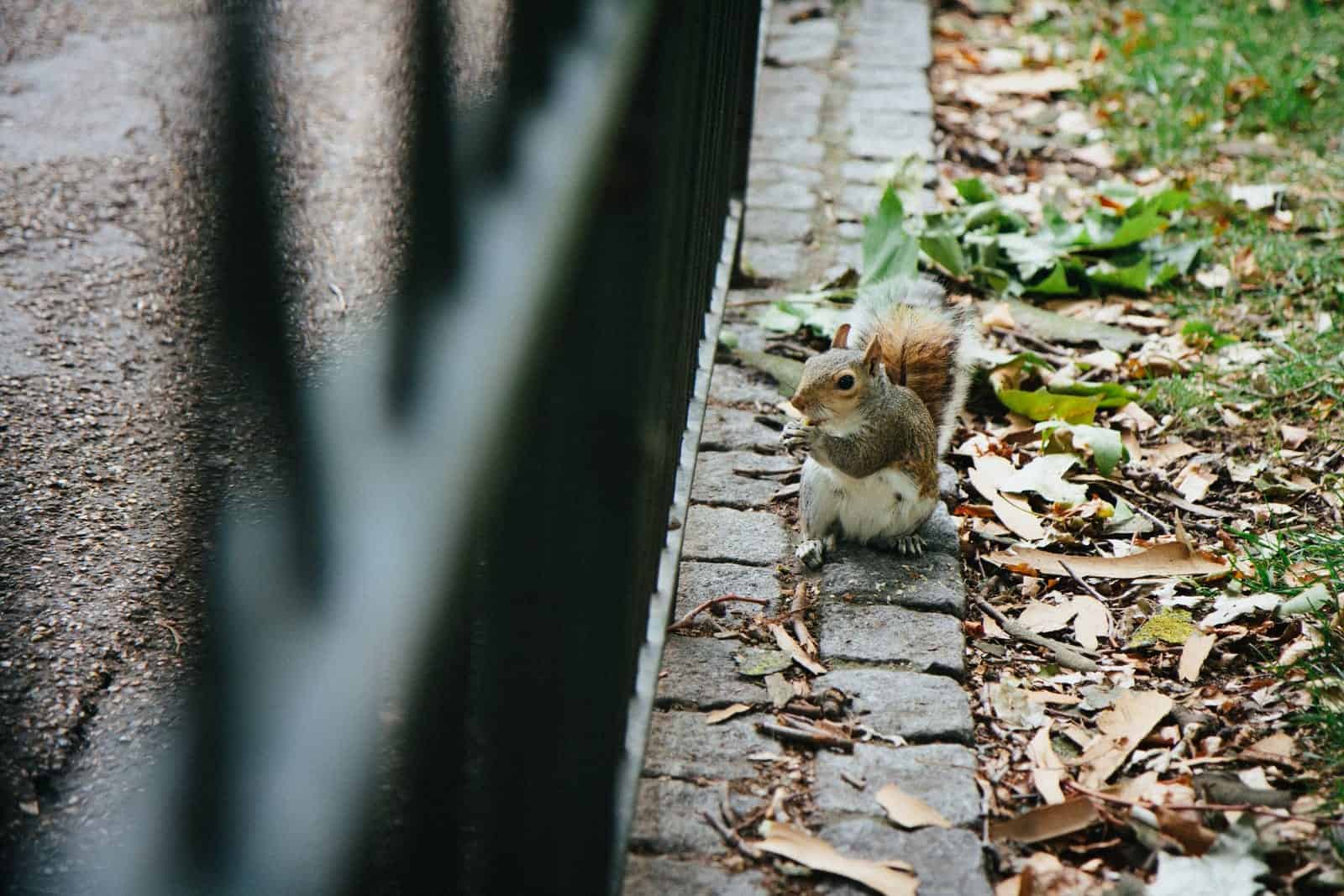 Scoiattolo a St James Park a Londra