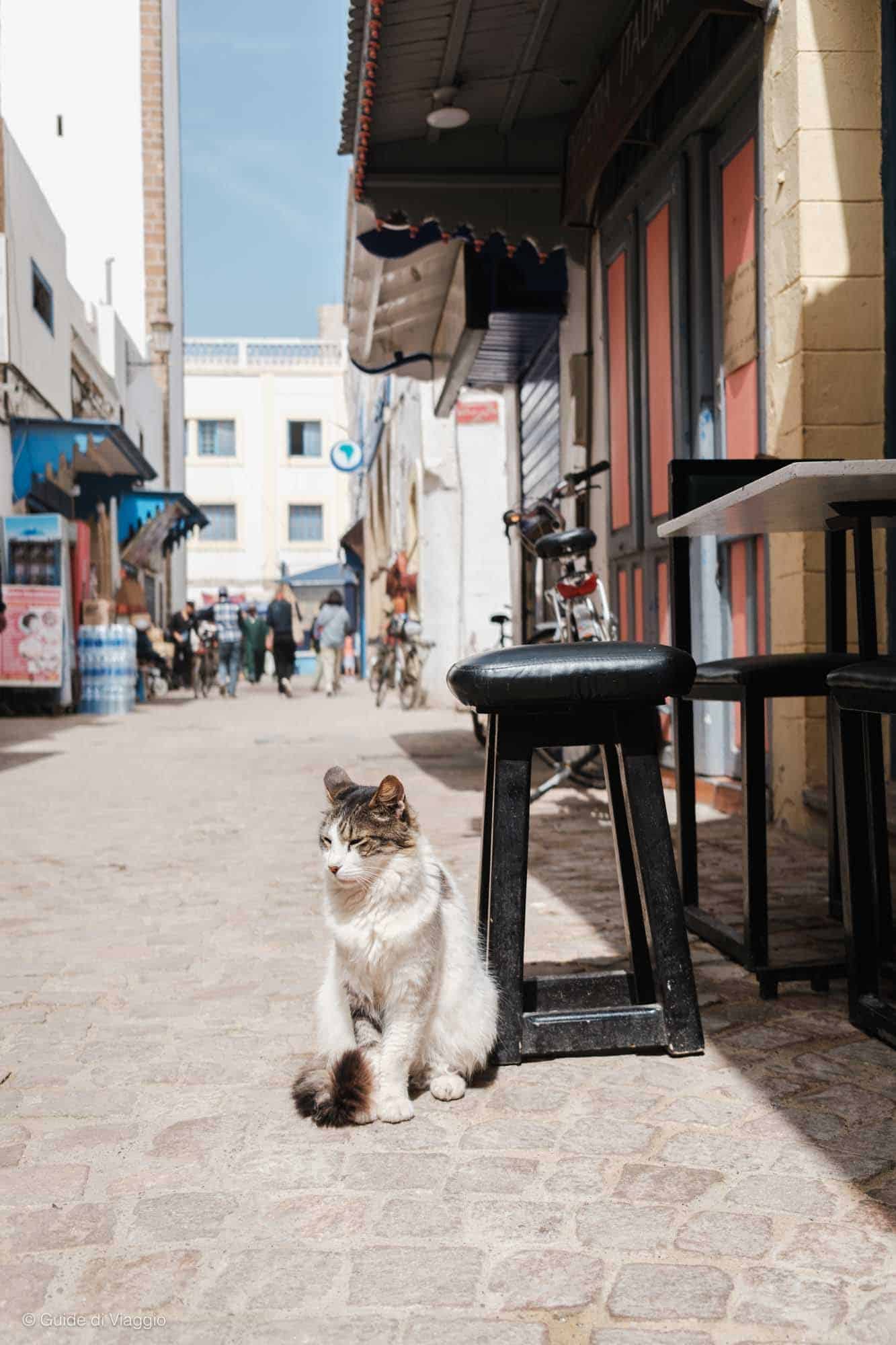 Gatto in una via di Essaouira