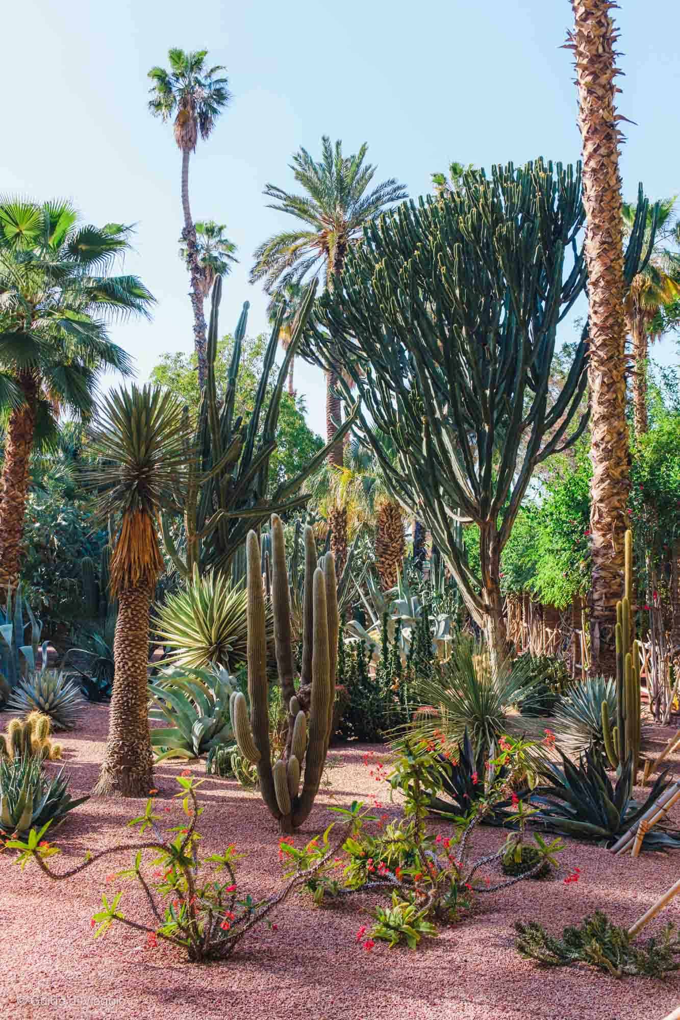 Cactus del Jardin majorelle di Marrakech