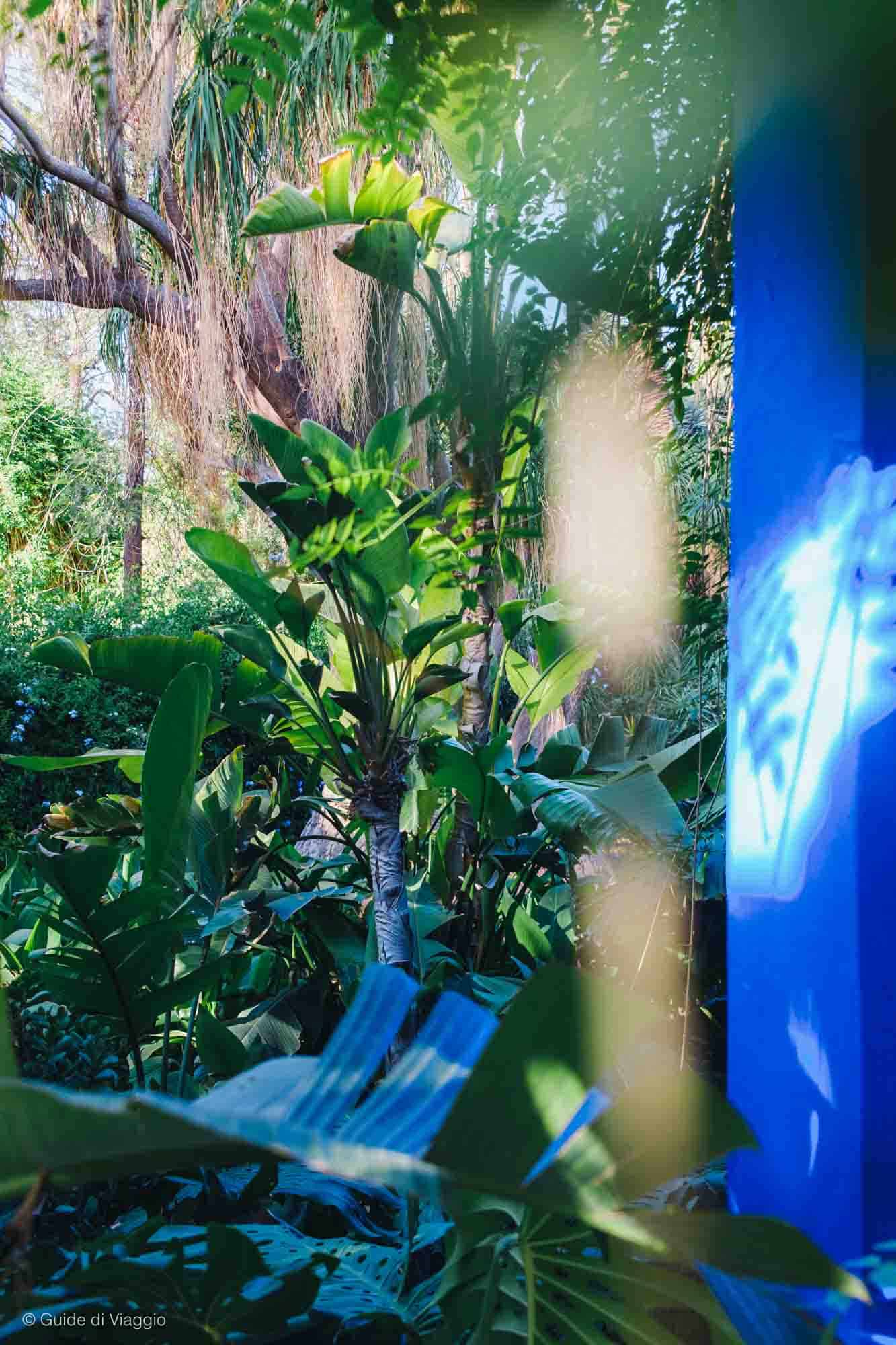 Veduta dei Giardini Majorelle a Marrakech con delle piante tropicali e i muri blu dell'edificio
