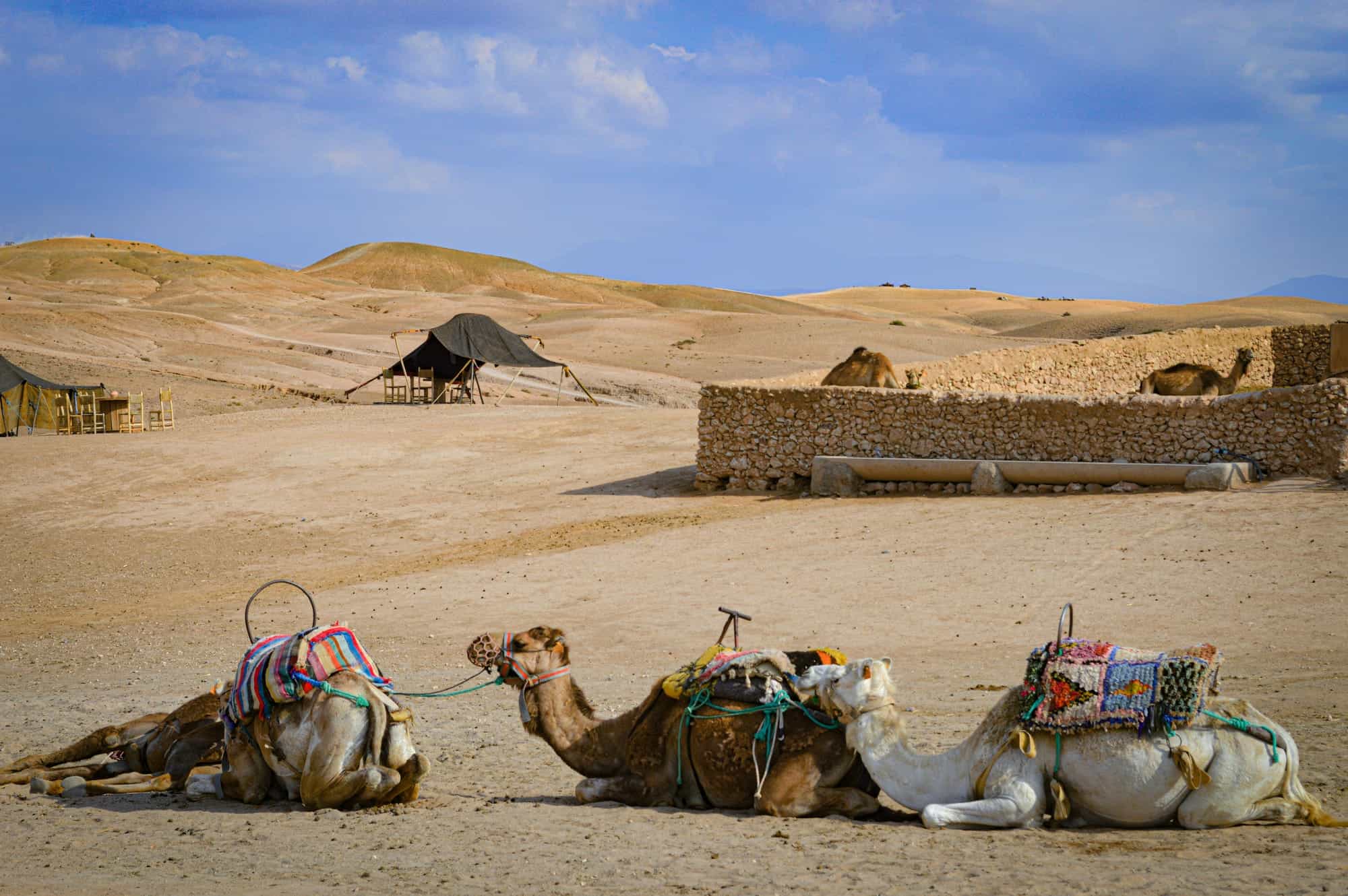 Deserto di Agafay con cammelli