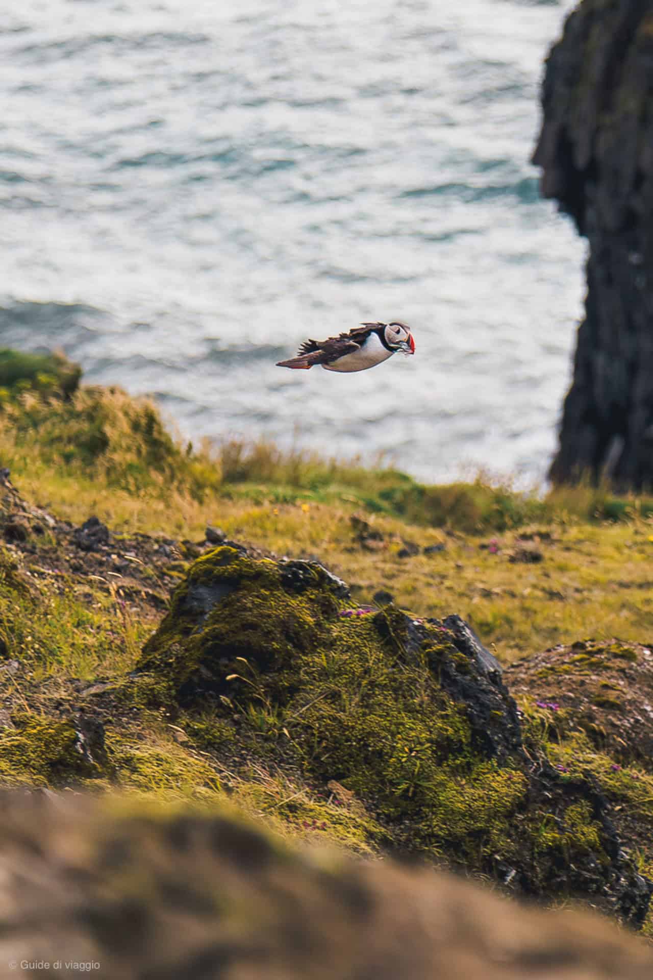 Puffin in Islanda in volo sulla scogliera