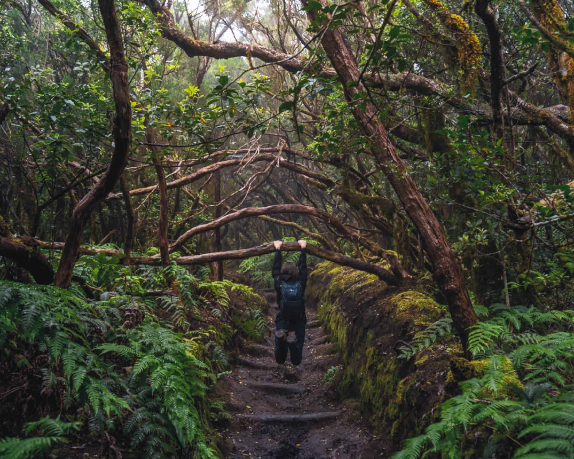 Facendo trekking nel bosco del Parco di Anaga a Tenerife